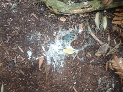 Eudyptes pachyrhynchus