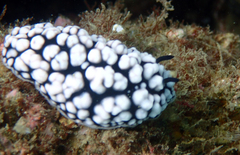 Phyllidiella pustulosa