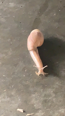 Euglandina rosea