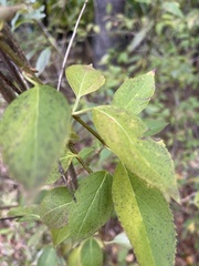 Hydrangea paniculata