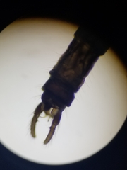 Trichocera