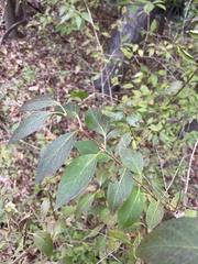 Hydrangea paniculata