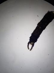 Trichocera
