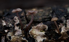 Mycena meliigena