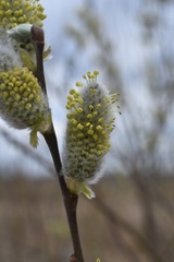 Salix cinerea
