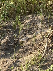 Pituophis melanoleucus