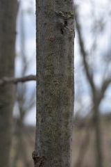 Salix cinerea