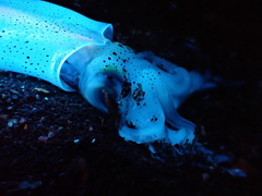 Doryteuthis opalescens