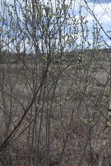 Salix cinerea