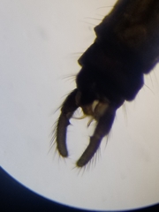 Trichocera