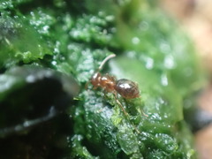 Prolasius advena