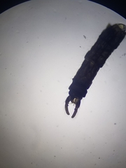 Trichocera