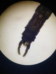 Trichocera