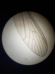 Trichocera