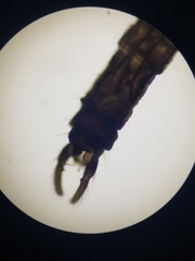 Trichocera