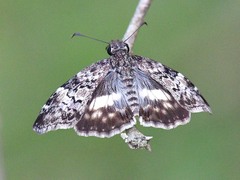 Chiomara georgina