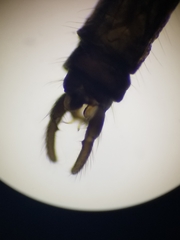 Trichocera