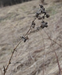 Rubus polonicus