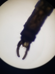 Trichocera