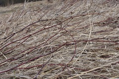 Rubus polonicus