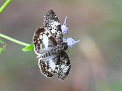 Chiomara georgina