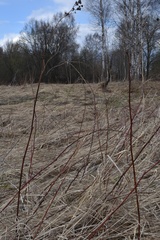 Rubus polonicus