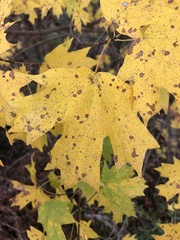 Acer floridanum