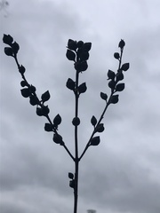 Dasistoma macrophylla