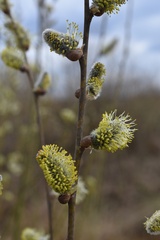 Salix cinerea