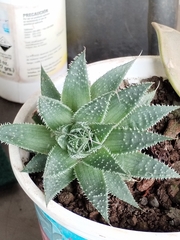Aristaloe aristata