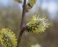 Salix cinerea