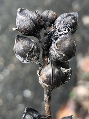 Dasistoma macrophylla