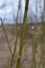 Salix cinerea