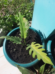 Thaumatophyllum xanadu