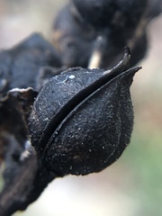 Dasistoma macrophylla