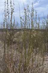 Salix cinerea