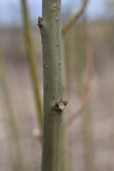 Salix cinerea