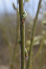 Salix cinerea