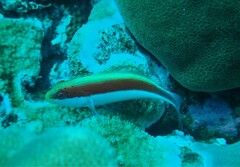 Paracirrhites forsteri