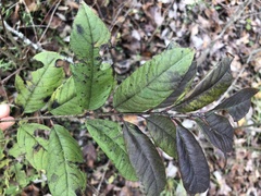 Rhamnus lanceolata