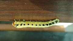 Diprion pini