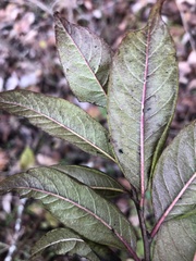 Rhamnus lanceolata