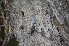 Plestiodon