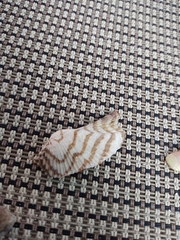 Arca zebra