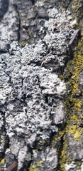 Physcia millegrana