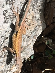 Sceloporus parvus