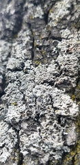 Physcia millegrana