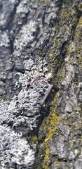 Physcia millegrana
