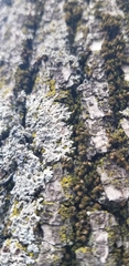 Physcia millegrana