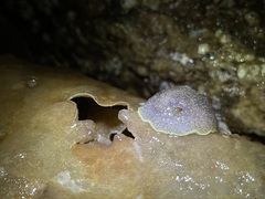 Acanthodoris nanaimoensis